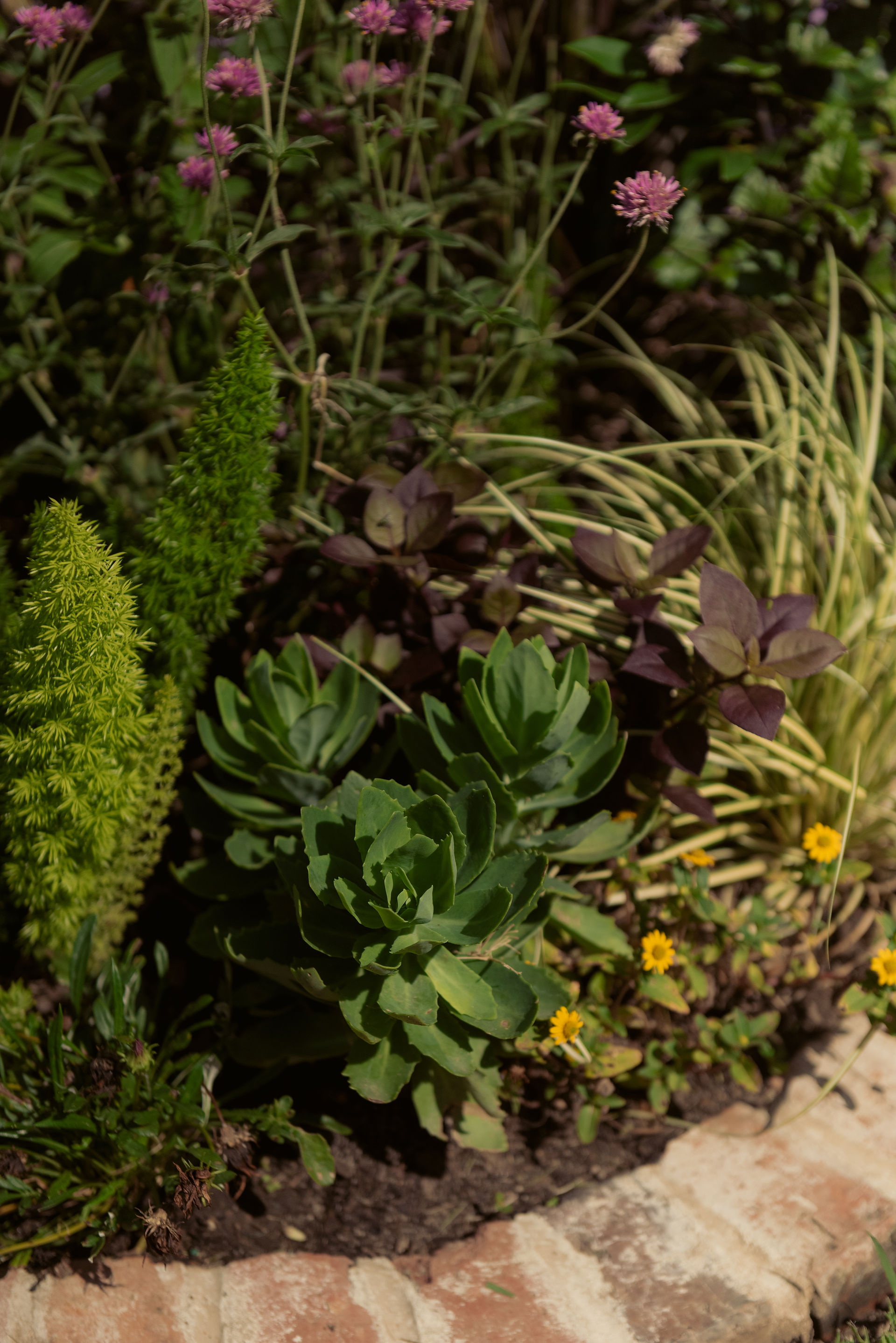 Summer drought tolerant container garden with euphorbia and foxtail fern by Meeting Green in Charleston