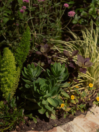 Summer drought tolerant container garden with euphorbia and foxtail fern by Meeting Green in Charleston