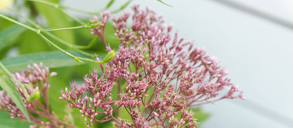 Planting Eco Friendly, Native Pollinator Gardens