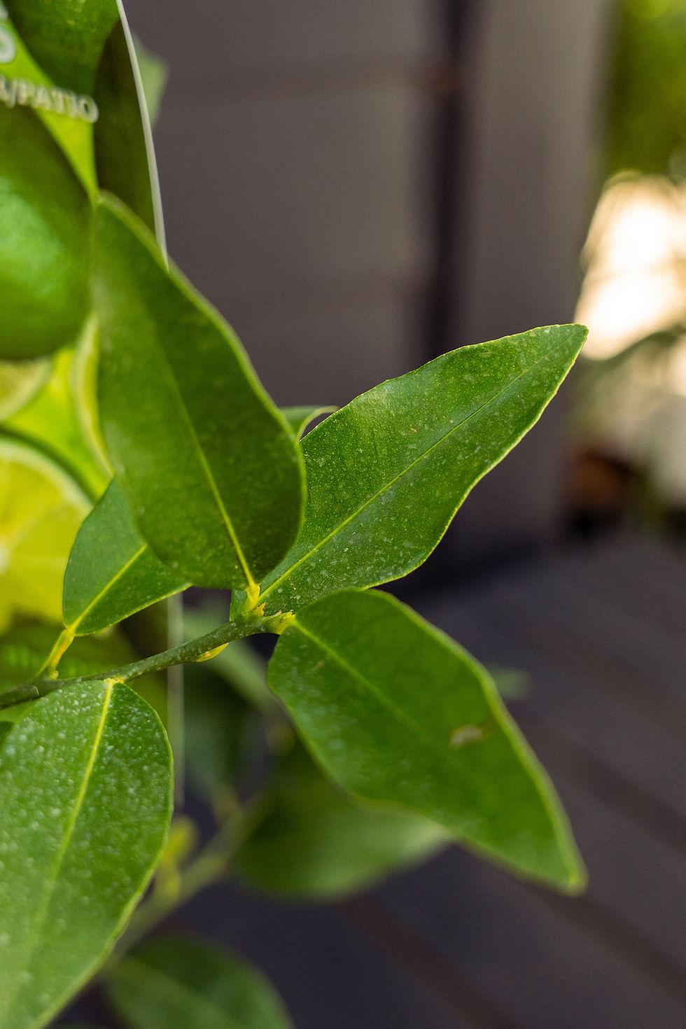Thumbnail: Citrus 'Lime': Key Lime