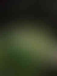 Paperwhite flowers at Meeting Green in Charleston