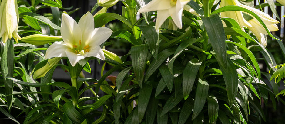 Two potted Easter Lilies in bloom at Meeting Green in Charleston, SC plant store.