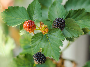 2024 Gardening Trends