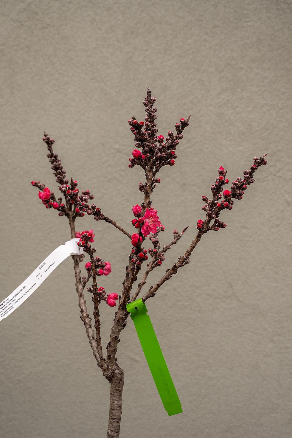 Thumbnail: Prunus 'Flowering Peach' Tree: Ruby Ruffle