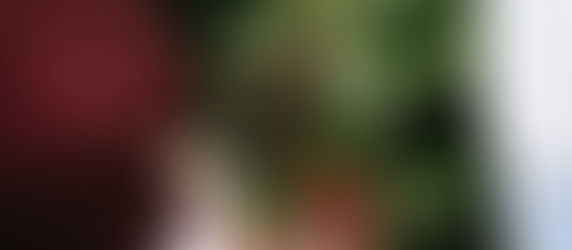 Pet Safe Houseplants