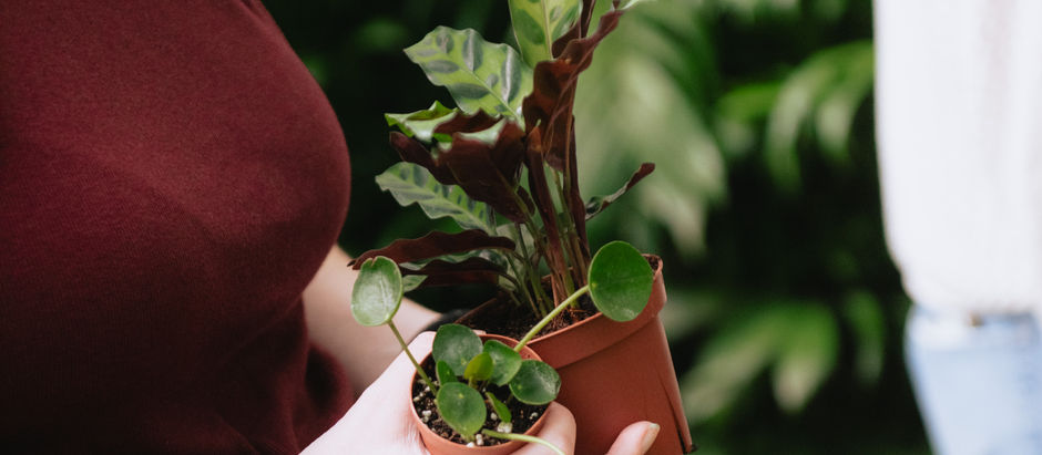 Pet Safe Houseplants