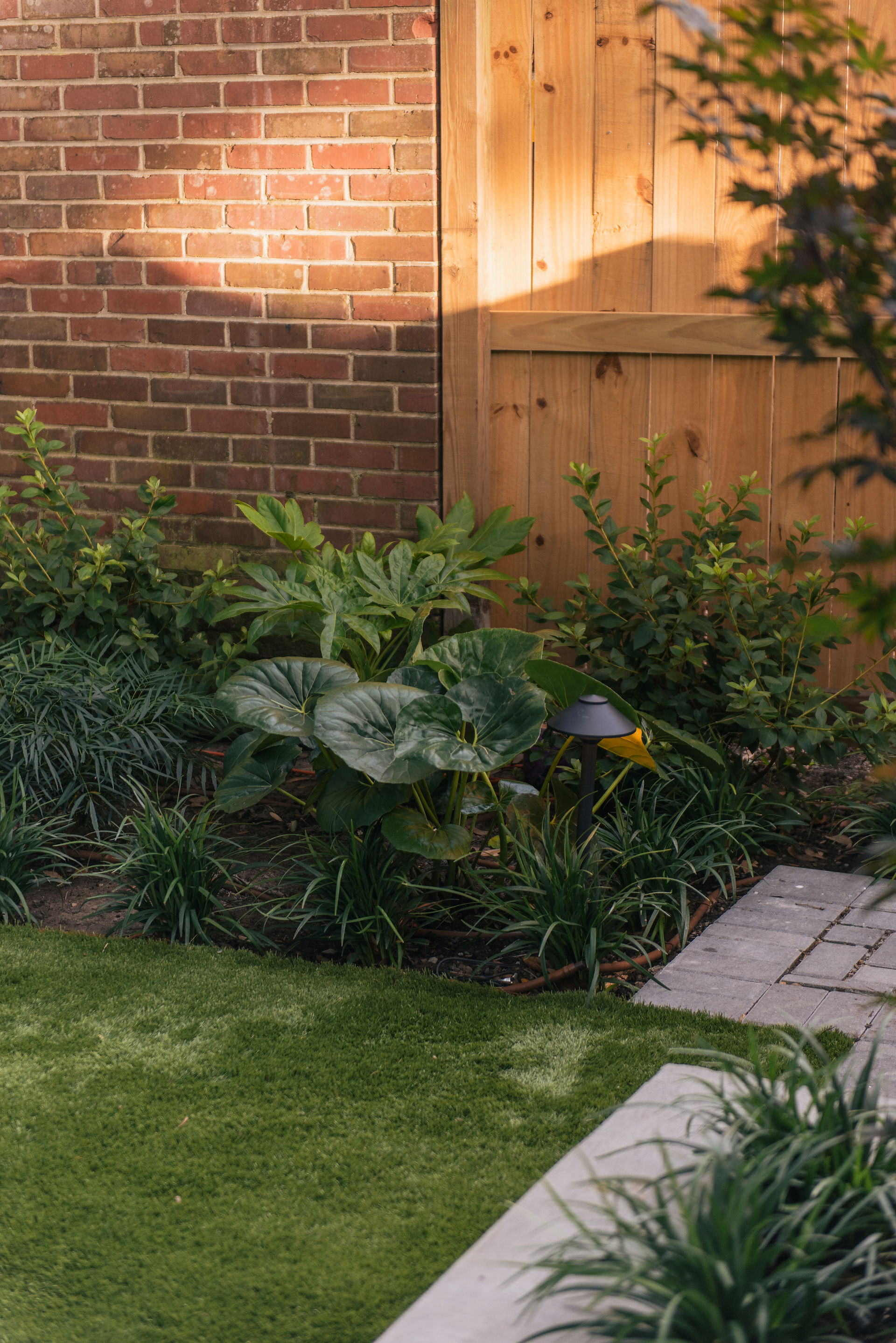 Beds of plants like tractor seat (farfugium), azaleas, and fatsia in Charleston by Meeting Green 