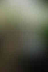 Harvest Market at Meeting Green Greenhouse