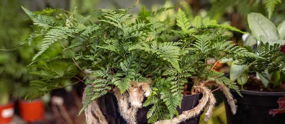 A 6" potted rabbit's foot fern with furry legs or feet hanging over the sides of the pot. Footed fern in the greenhouse at Meeting Green in Charleston. 
