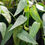 Thumbnail: Epipremnum 'Pothos': Cebu Blue
