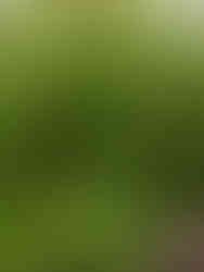 Tropical backyard patio design with shell ginger by Meeting Green in Charleston, SC