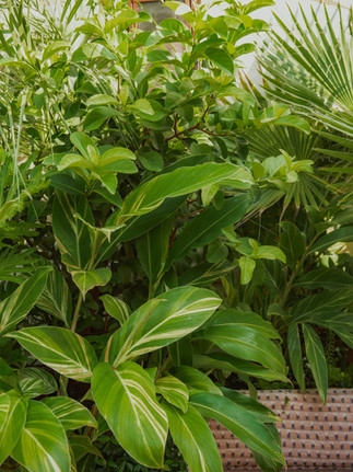 Tropical backyard patio design with shell ginger by Meeting Green in Charleston, SC