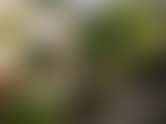 Meeting Green in Charleston, SC