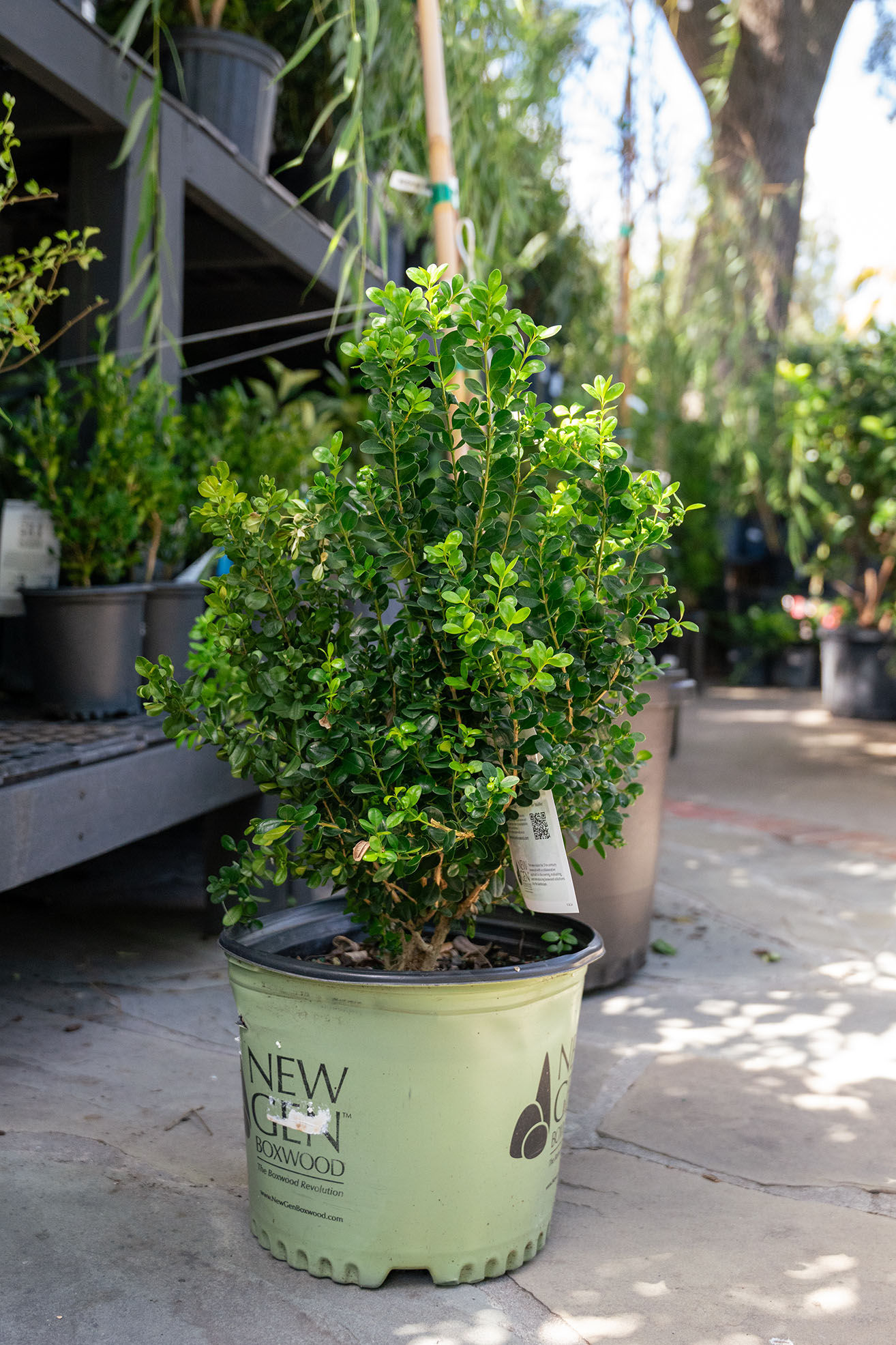 Buxus 'NewGen Freedom' Boxwood