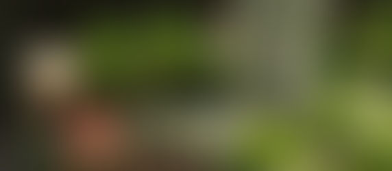 Shady Charleston porch set up by Meeting Green