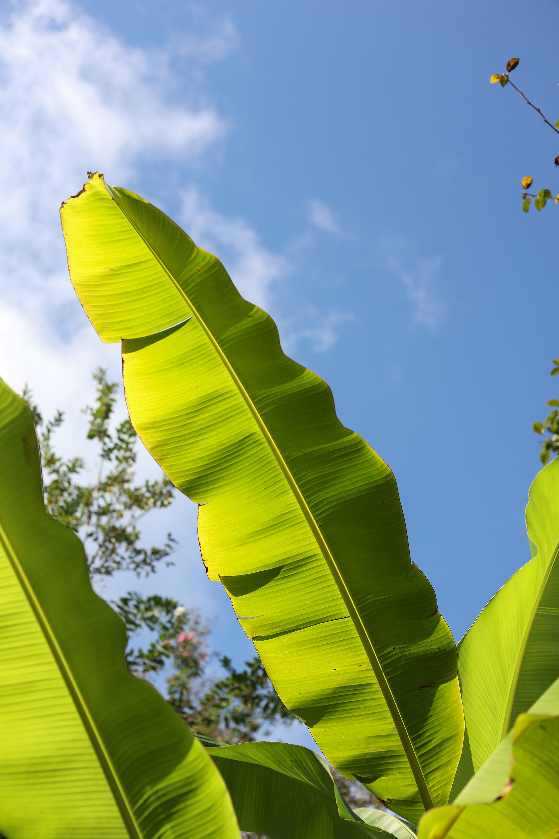 A bright, sunny blue sky with contrasting green banana tree leaves. Fruiting tropical trees in Charleston, SC in a landscape planted by Meeting Green.