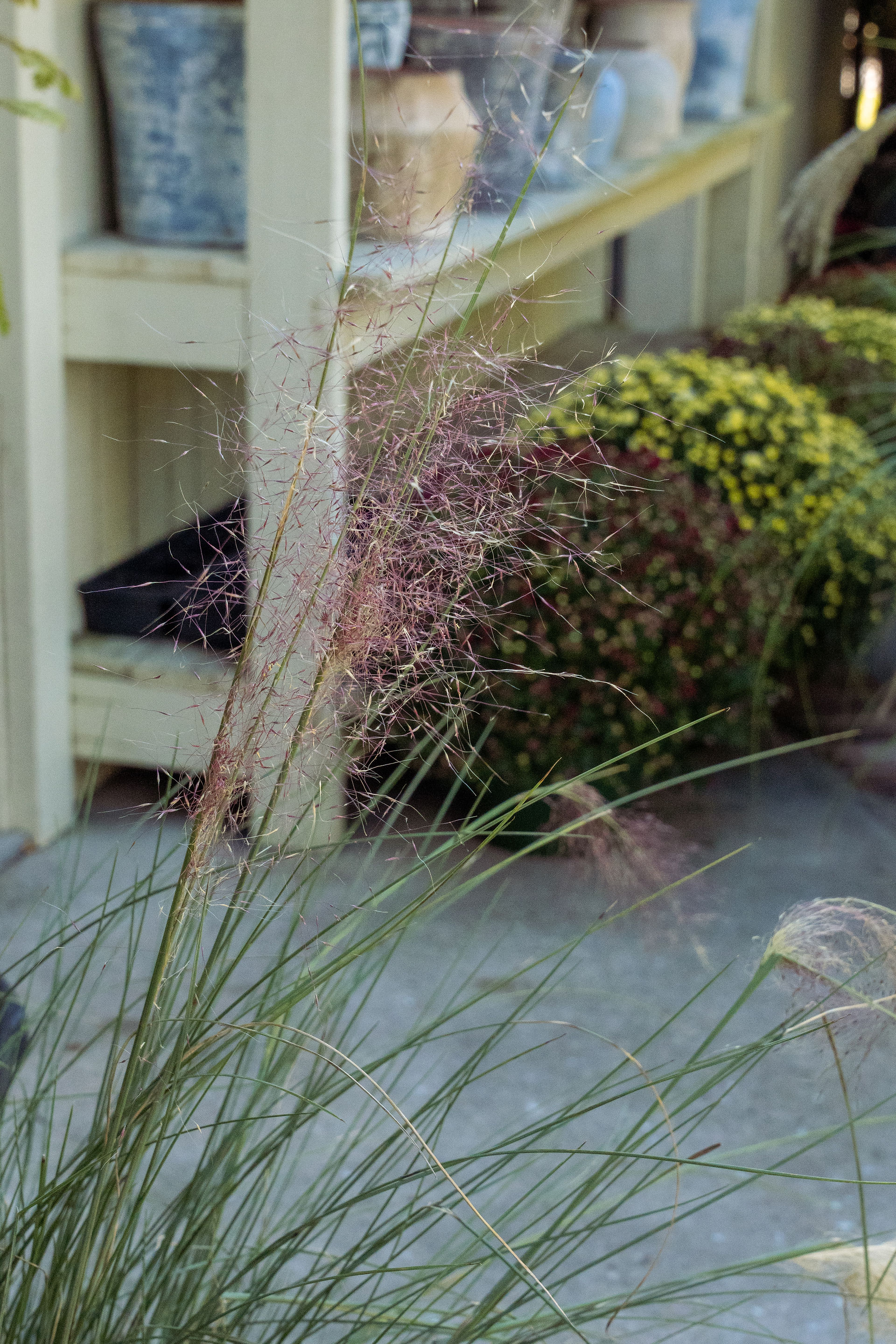 Pink muhly grass plume with green, textured grass. Sold at Meeting Green in Charleston, SC.