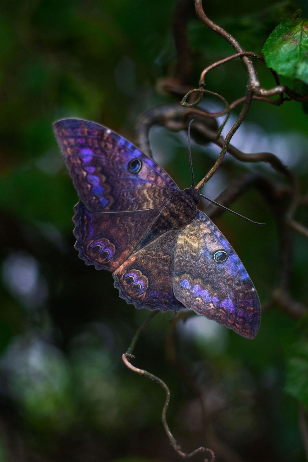Thumbnail: Butterfly Set: Spellbound