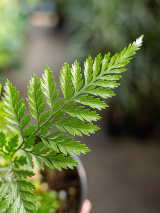 A rabbit's foot fern leaf. The lacy foliage is green and delicate. Footed fern in the greenhouse at Meeting Green in Charleston.