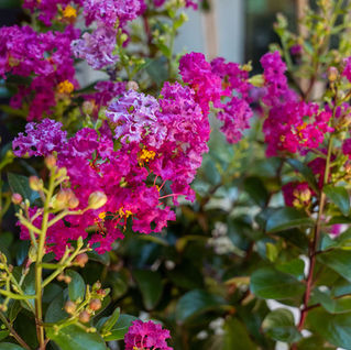 Close up of crape myrtle purple magic with bright magenta and pink paper like blooms.