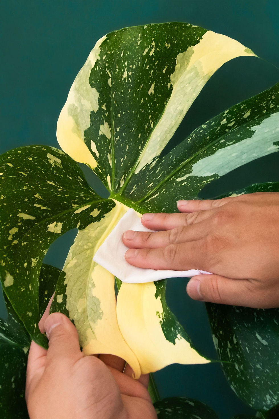 Thumbnail: Plant Cleansing Wipes