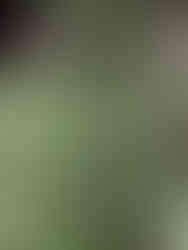 Meeting Green Charleston plant and pots