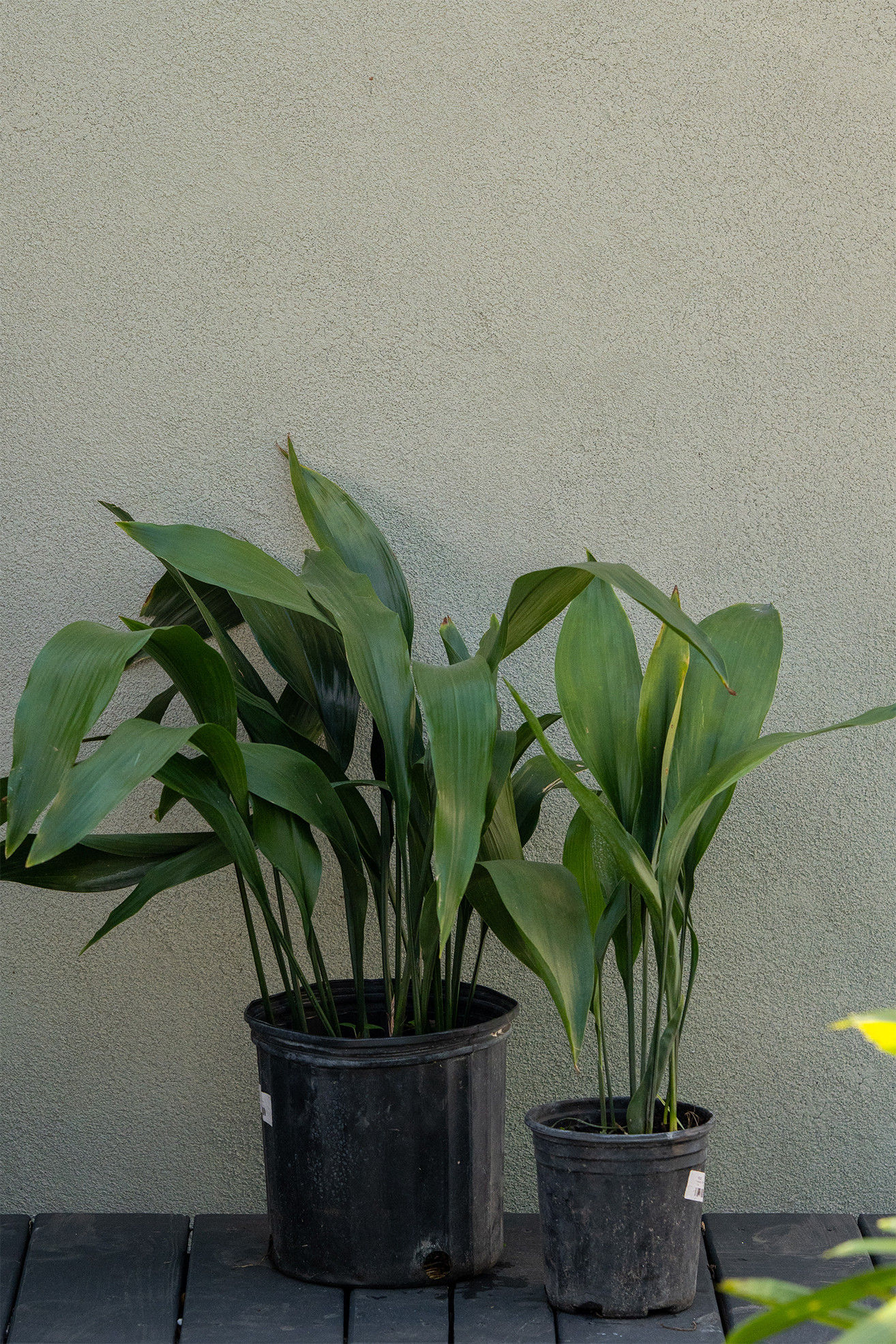 Aspidistra 'Cast Iron'