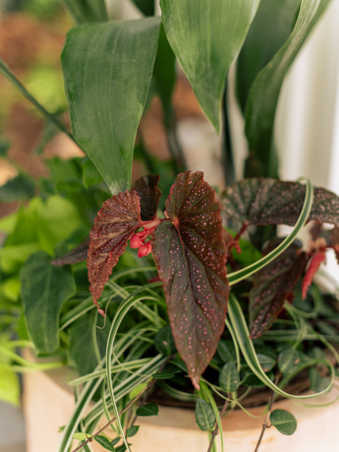 A close up of a dark pink begonia in a shady terracotta container garden by Meeting Green in Charleston, SC.