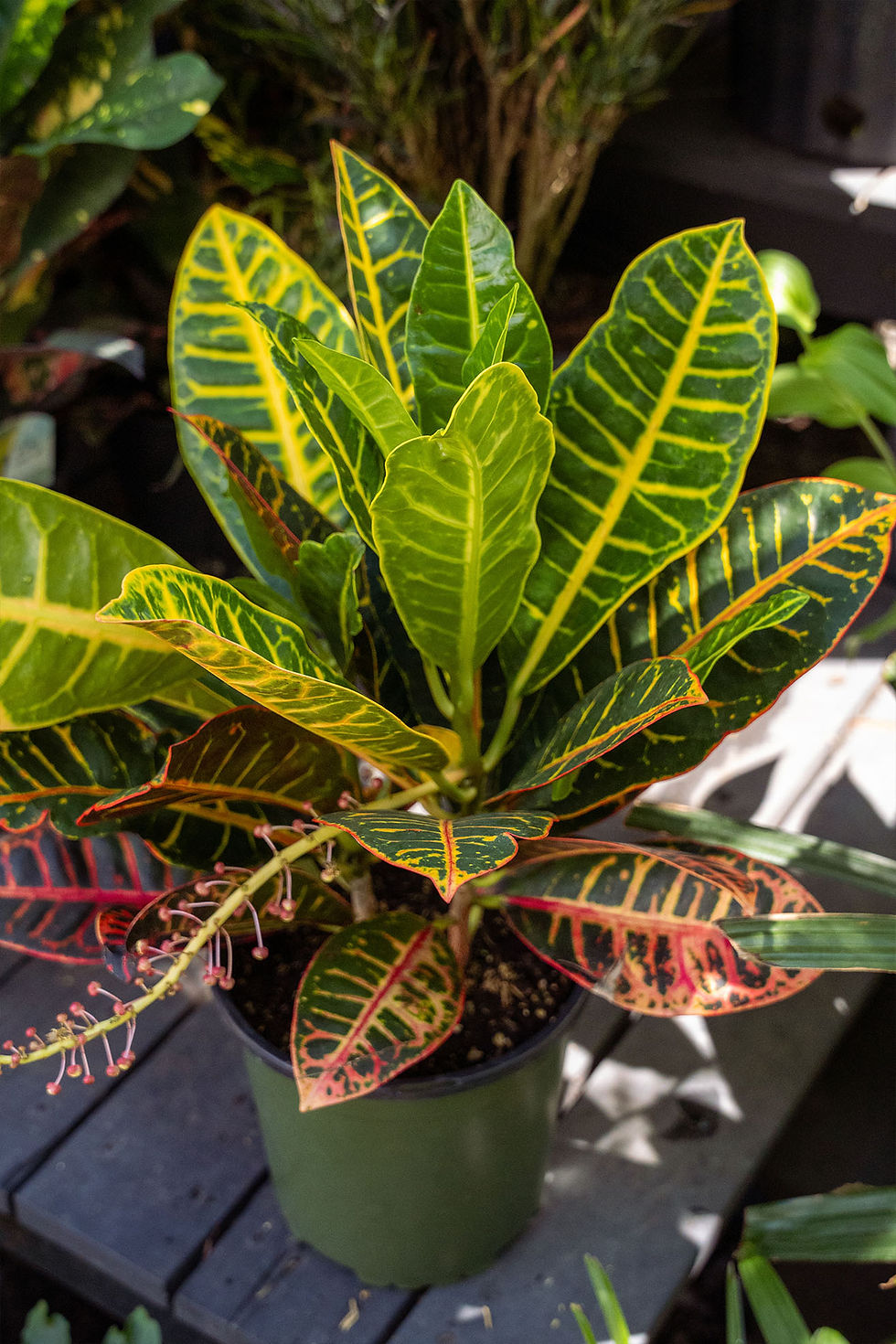 Thumbnail: Codiaeum 'Croton': Petra