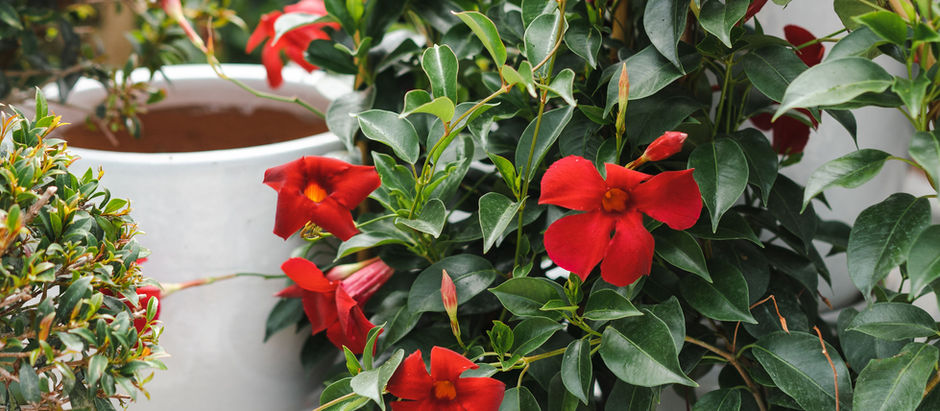 Red Mandevilla