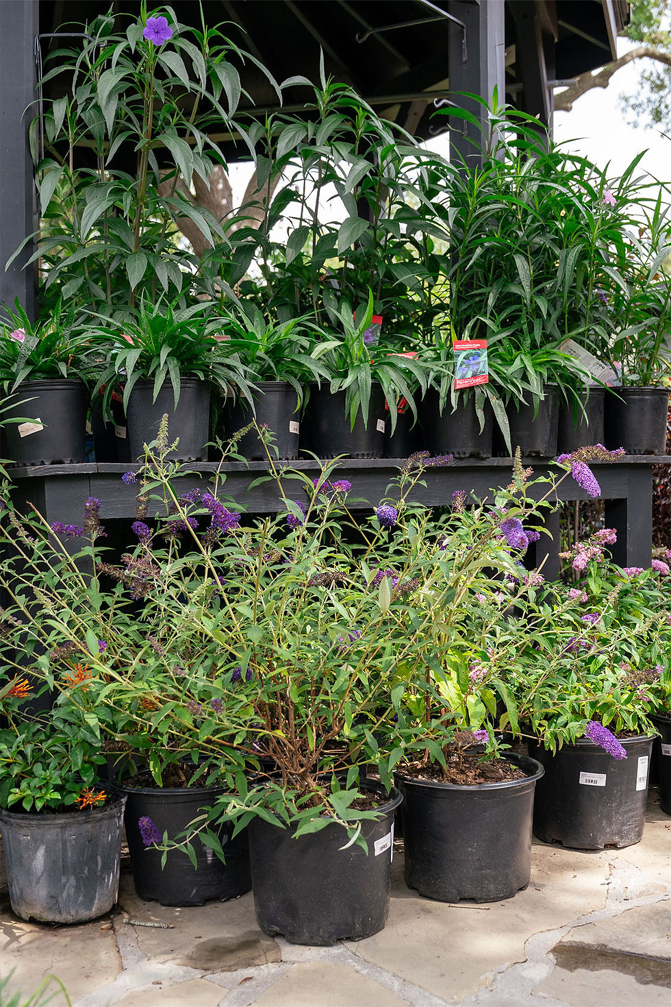 Thumbnail: Buddleia 'Butterfly Bush': Black Knight