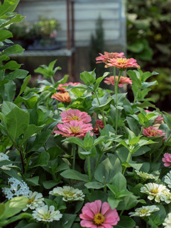 Zinnia, Meeting Green Charleston, South Carolina
