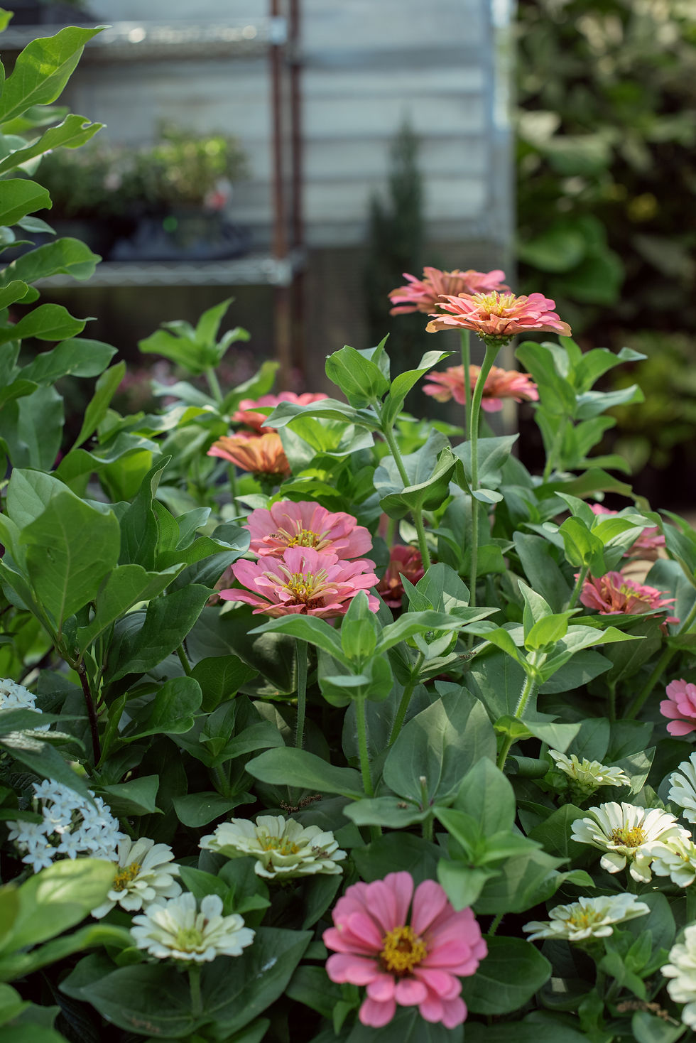 Pink Zinnias at Meeting Green in Charleston, South Carolina