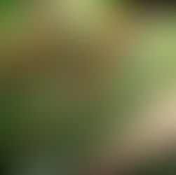 Red blooming salvia in a pot at Meeting Green in Charleston, SC