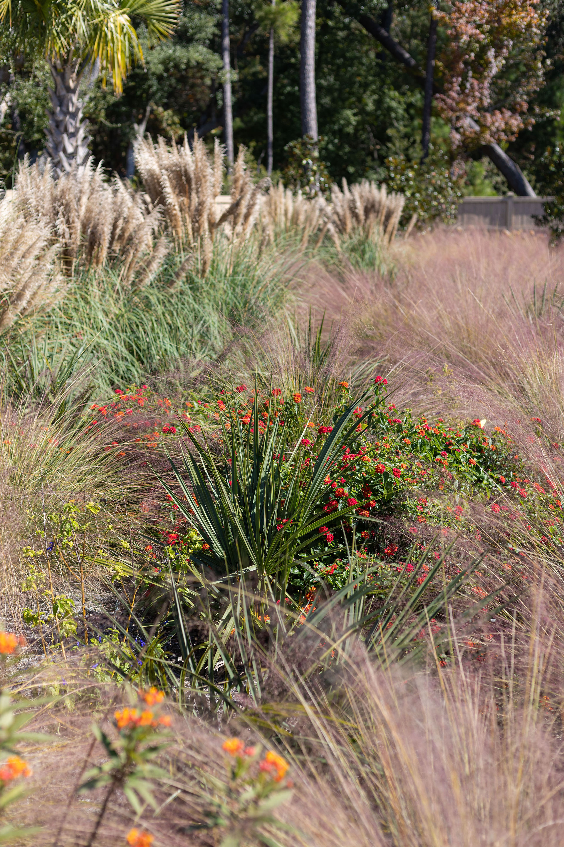 A lush landscape design by Meeting Green in Charleston, SC featuring palmettos, muhly grass, lantana, milkweed, pampas and more for color and texture in the summer and fall.