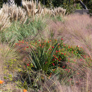 A lush landscape design by Meeting Green in Charleston, SC featuring palmettos, muhly grass, lantana, milkweed, pampas and more for color and texture in the summer and fall.