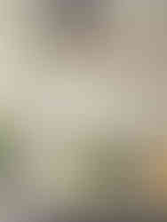 Small snake plants in colorful pots in a Charleston kitchen. Plant design by Meeting Green.