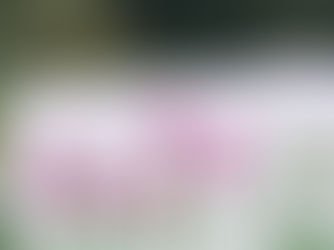 What is Flowering in Charleston Right Now? Early Spring Flowers!