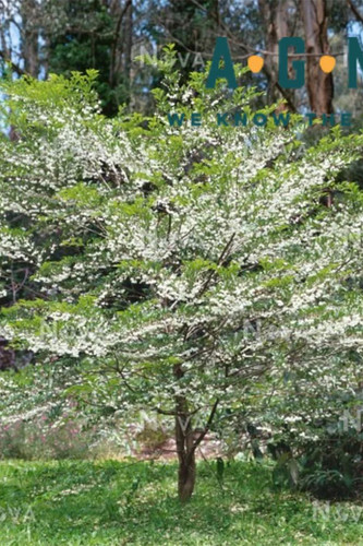 Styrax 'Japanese Snowbell' Tree | Meeting Green