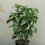 Thumbnail: Aucuba 'Japanese Laurel': Gold Dust