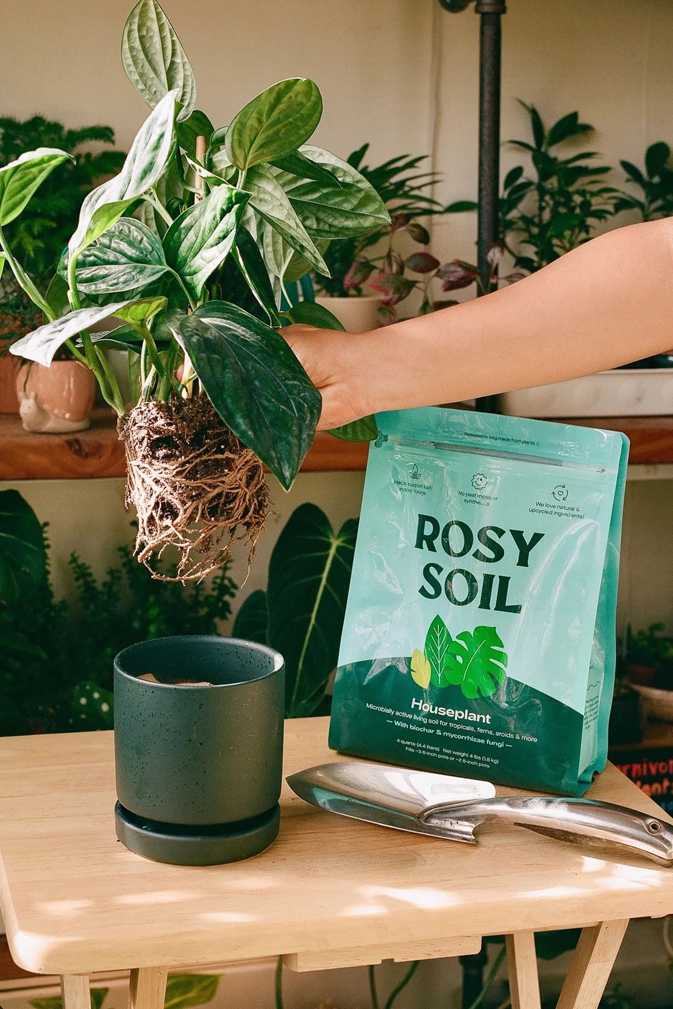 Rosy Soil for houseplants at Meeting Green Charelston, SC
