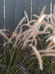 Fountain grass plumes at Meeting Green in Charleston, SC.