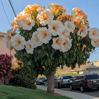 A very large, AI generated hibiscus in a neighborhood with grass, a sidewalk, and cars in the back ground.
