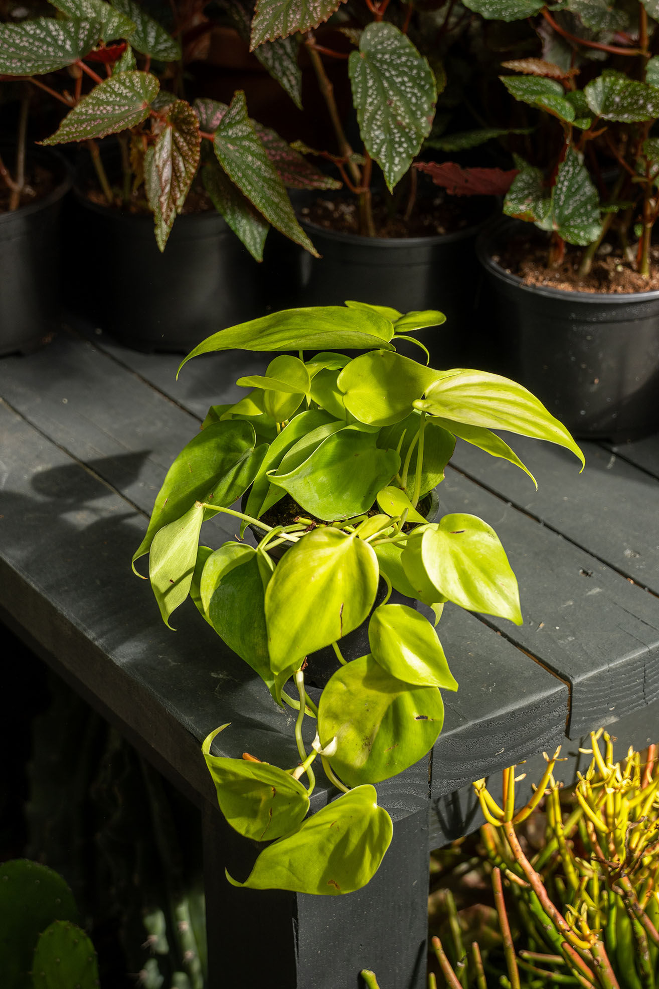 Philodendron 'Cordatum': Lemon Lime