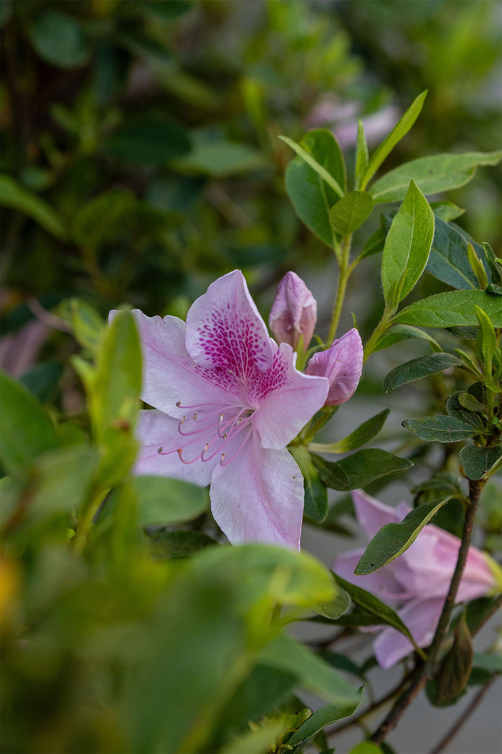 Thumbnail: 'Azalea Indica': George L. Tabor