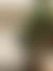 Two philodendrons from meeting green on a covered porch in Charleston, SC