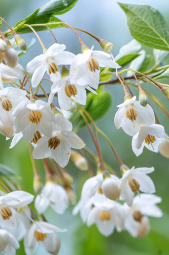 Styrax 'Japanese Snowbell' Tree | Meeting Green