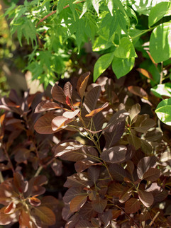 Smokebush, Meeting Green Charleston, South Carolina