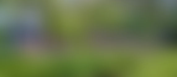 Muhlenbergia capillaris ‘Pink muhly grass’