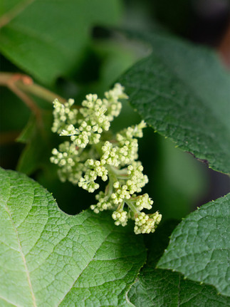 Close up of a new oak leaf hydrangea bloom, getting ready to open. Growing hydrangeas in Charleston, lowcountry, West ashley, mt pleasant for color and blooms in the shade. Meeting Green, a plant store/ garden center in Charleston sells hydrangeas.